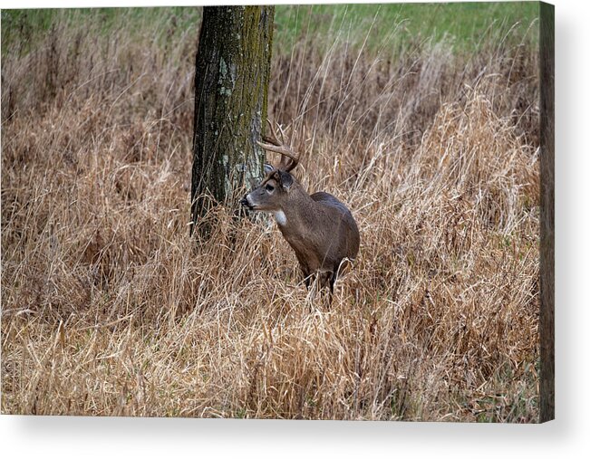 Whitetail Deer Acrylic Print featuring the photograph Whitetail buck in the grass by Dan Friend