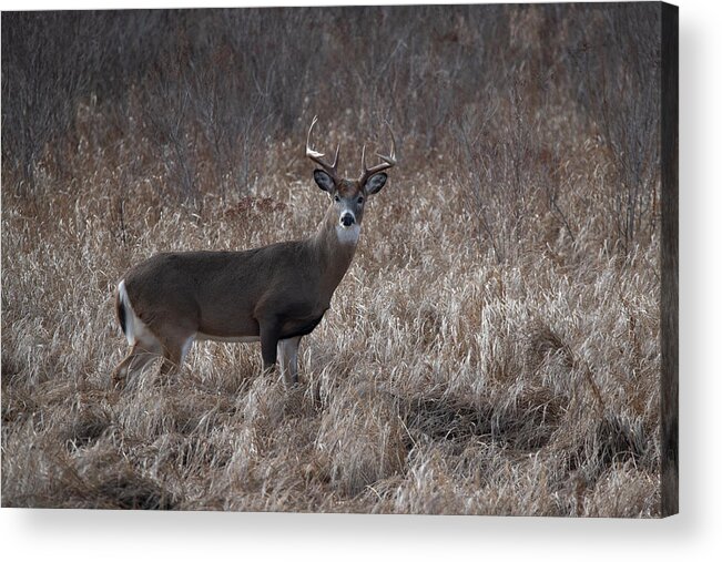 Whitetail Deer Acrylic Print featuring the photograph Whitetail buck looking back by Dan Friend
