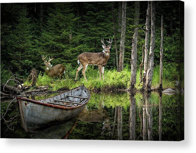 Deer Acrylic Print featuring the photograph Whitetail Deer at the Edge of a Forest Pond by a Hunting Camp wi by Randall Nyhof