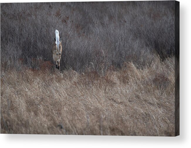 Whitetail Deer Acrylic Print featuring the photograph Whitetail doe getting air by Dan Friend