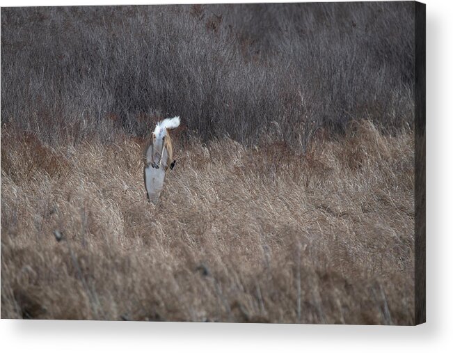 Whitetail Deer Acrylic Print featuring the photograph Whitetail doe landing after jumping high by Dan Friend