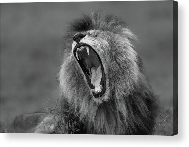 Africa Acrylic Print featuring the photograph Wide open by Murray Rudd