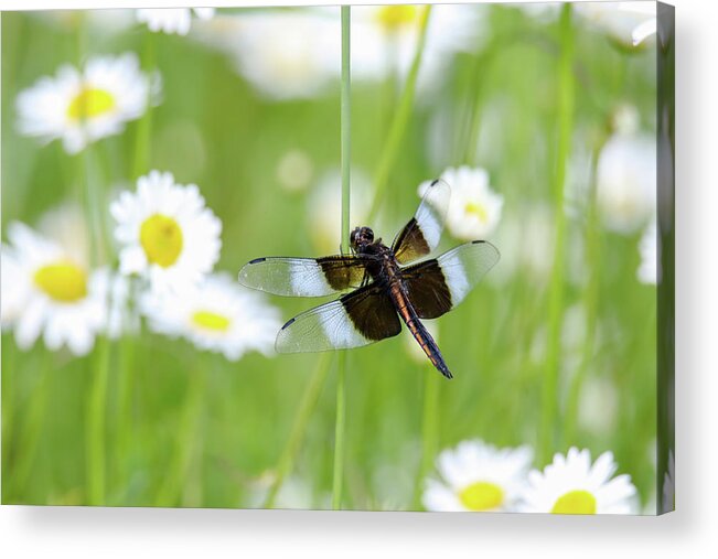 Dragonfly Acrylic Print featuring the photograph Widow Skimmer Dragonfly by Brook Burling