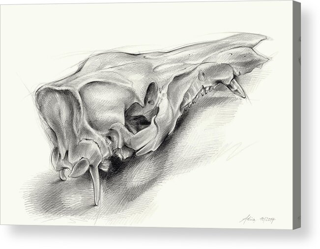 Wild Boar Acrylic Print featuring the drawing Wild boar skull and metamorphosis of life 1 by Adriana Mueller