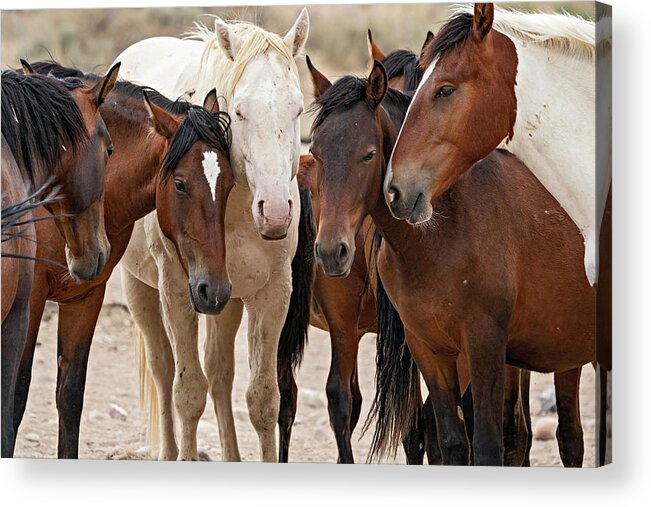 Wild Horses Acrylic Print featuring the photograph Wild Horse Huddle by Wesley Aston
