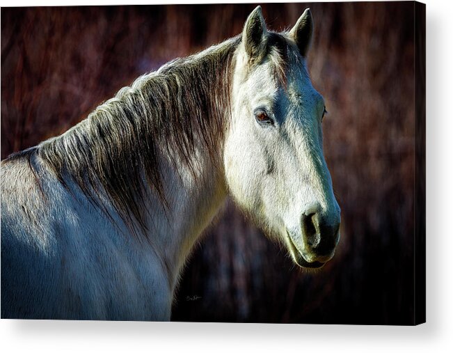 Horse Acrylic Print featuring the photograph Wild Horse No. 1 by Craig J Satterlee
