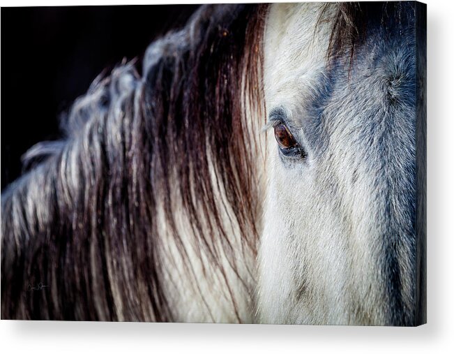 Horse Acrylic Print featuring the photograph Wild Horse No. 4 by Craig J Satterlee