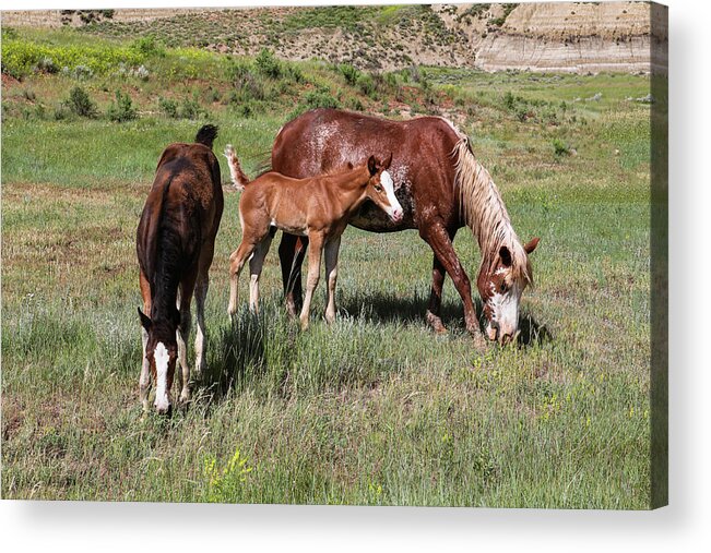 Wild Horse Acrylic Print featuring the photograph Wild Horses 13A by Sally Fuller