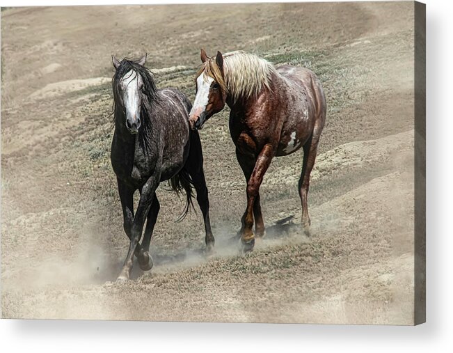 Wild Horses Acrylic Print featuring the photograph Wild Horses 4C by Sally Fuller