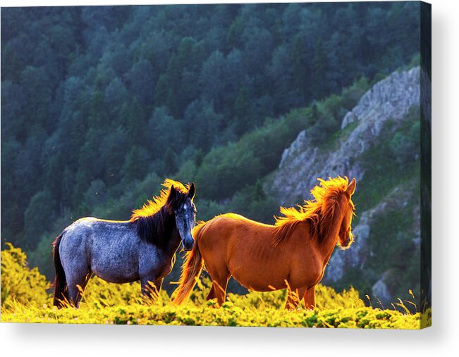 Balkan Mountains Acrylic Print featuring the photograph Wild Horses by Evgeni Dinev