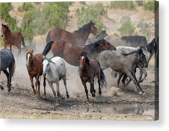 Wild Horses Acrylic Print featuring the photograph Wild Horses Utah by Wesley Aston