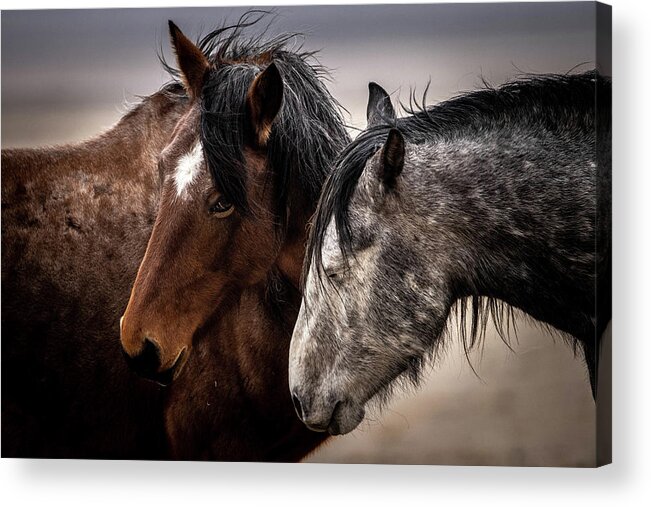 Wild Horses Acrylic Print featuring the photograph Wild Onaqui by Julie Argyle