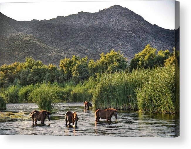 Salt River Horses Acrylic Print featuring the photograph Wild Salt River Horses in the mountains by Dave Dilli