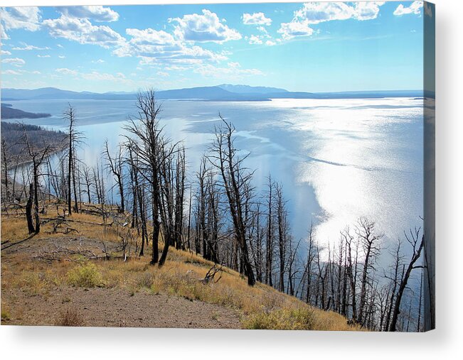 Lake Yellowstone Acrylic Print featuring the photograph Wildfire Devastation by Robert Carter