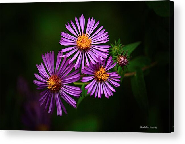 Wildflower Acrylic Print featuring the photograph Wildflower Beauty by Mary Walchuck