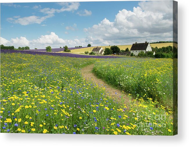 Wildflower Meadow Acrylic Print featuring the photograph Wildflower Meadow at Snowshill Lavender Farm by Tim Gainey