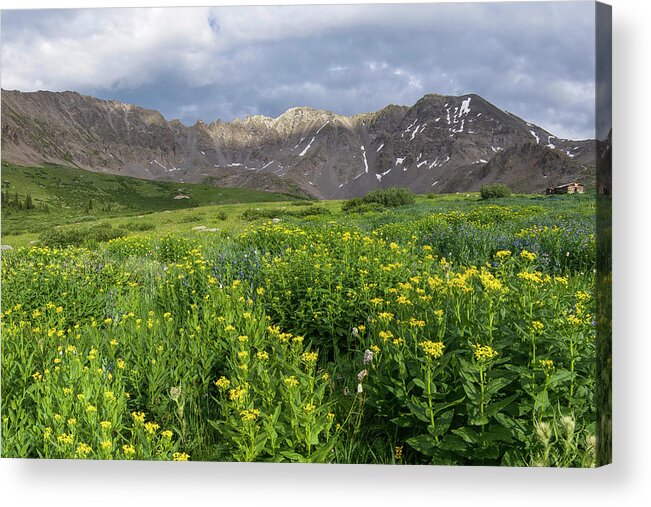 Breckenridge Acrylic Print featuring the photograph Wildflowers in Mayflower Gulch by Aaron Spong