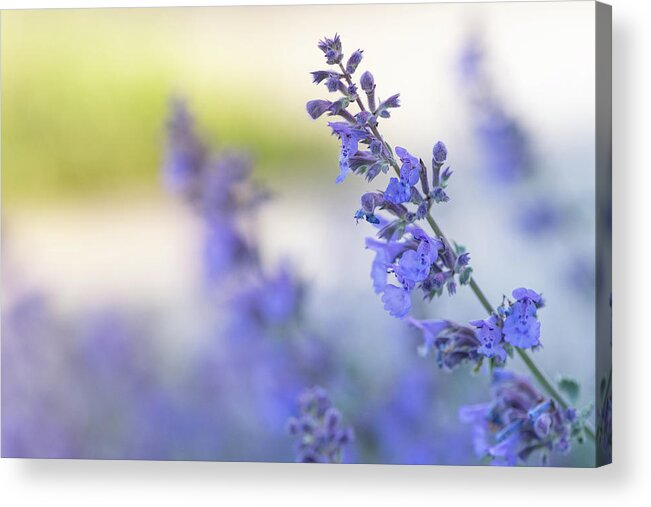 Macro Acrylic Print featuring the photograph Windswept by Laura Macky