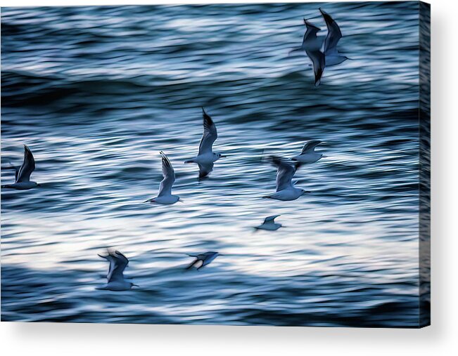 Blue Acrylic Print featuring the photograph Winging it by Johannes Brienesse