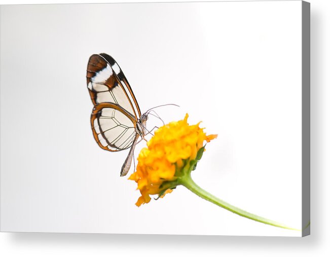 Orange Color Acrylic Print featuring the photograph Wings of glass by José Gieskes Fotografie
