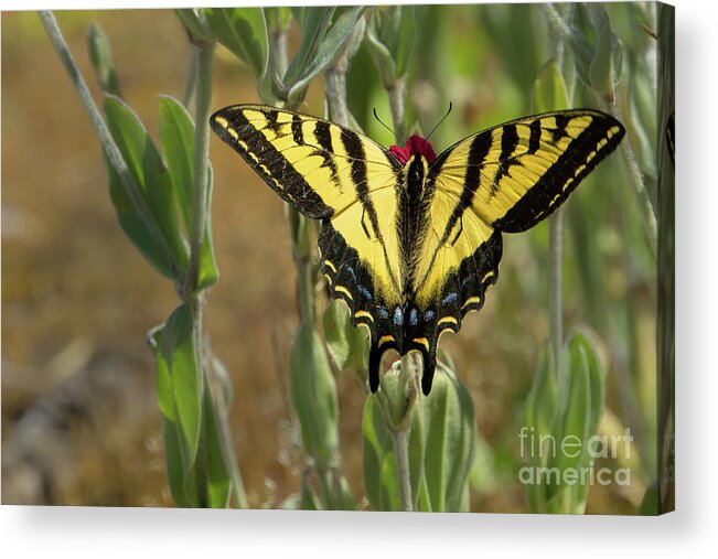 Lepidoptera Acrylic Print featuring the photograph Wings Open Western Tiger Swallowtail by Nancy Gleason
