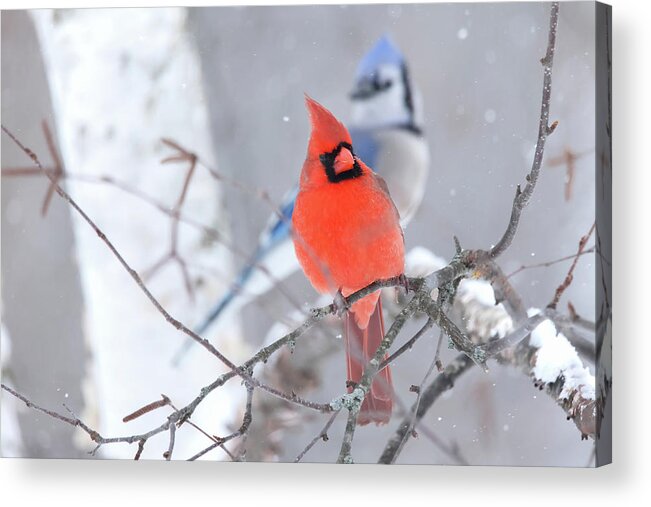 Winter Acrylic Print featuring the photograph Winter Cardinal and Bluejay by Brook Burling