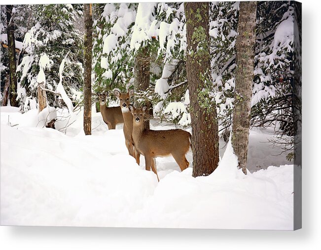 Winter Deer In The Woods Acrylic Print featuring the photograph Winter Deer in the Woods by Gwen Gibson