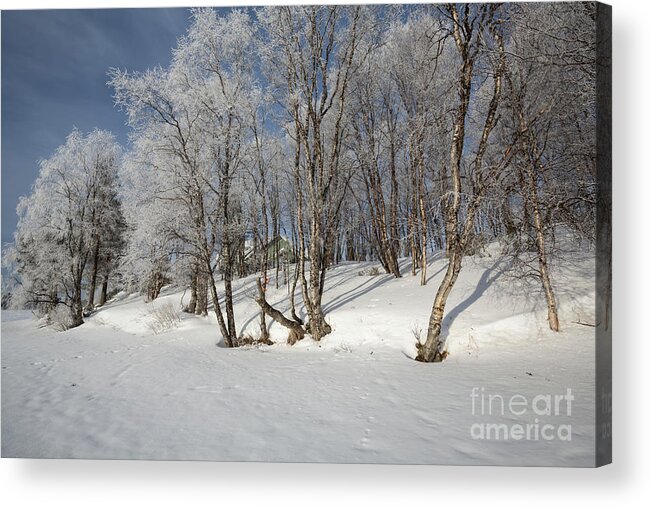 Snow Acrylic Print featuring the photograph Winter Dream by Eva Lechner