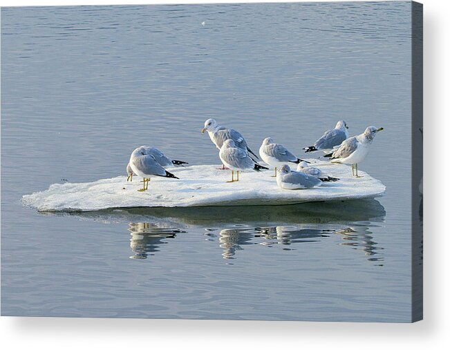 Landscape Acrylic Print featuring the photograph Winter Gulls Adrift by Allan Van Gasbeck