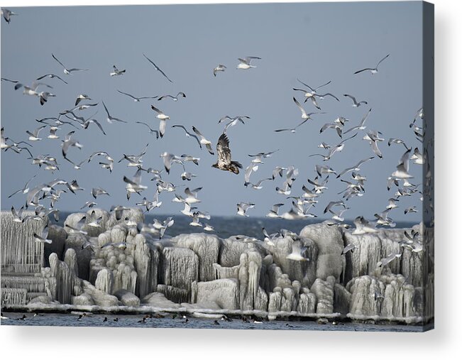 Winter Acrylic Print featuring the photograph Winter Lake Visitors by Michelle Wittensoldner