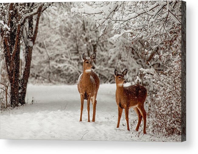 Tranquility Acrylic Print featuring the photograph Winter Morning with Two Deer by Barbara Friedman