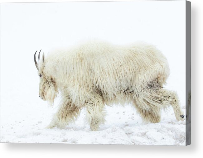 Mountain Goat Acrylic Print featuring the photograph Winter Mountain Goat by Wesley Aston