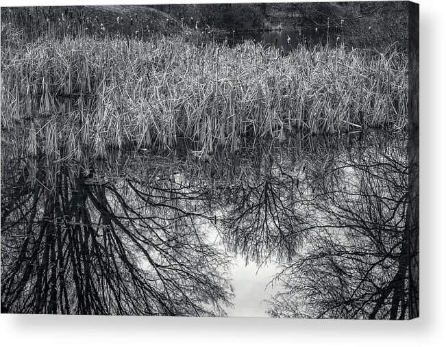 Pond Acrylic Print featuring the photograph Winter Rushes by Cate Franklyn