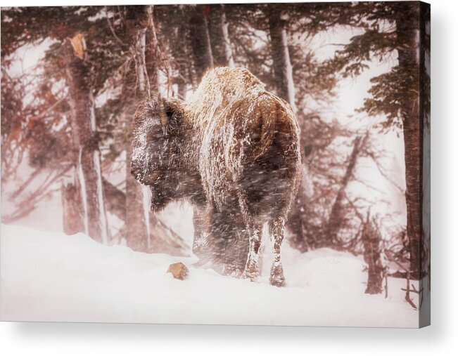 Buffalo Acrylic Print featuring the photograph Winter Storm Buffalo by Craig J Satterlee
