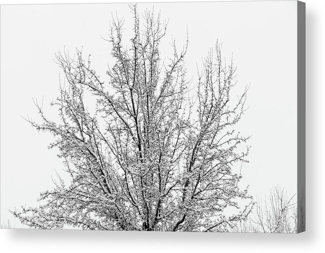 Snow Acrylic Print featuring the photograph Winter tree by Ron Roberts