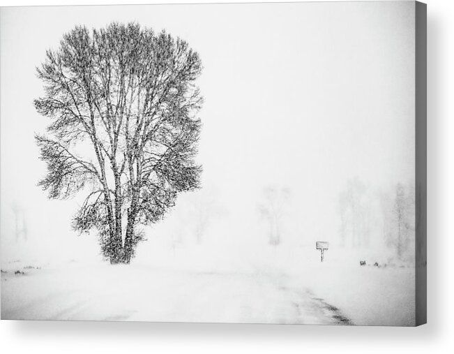 Wyoming Acrylic Print featuring the photograph Winter White Out, Grand Teton National Park by Marcy Wielfaert