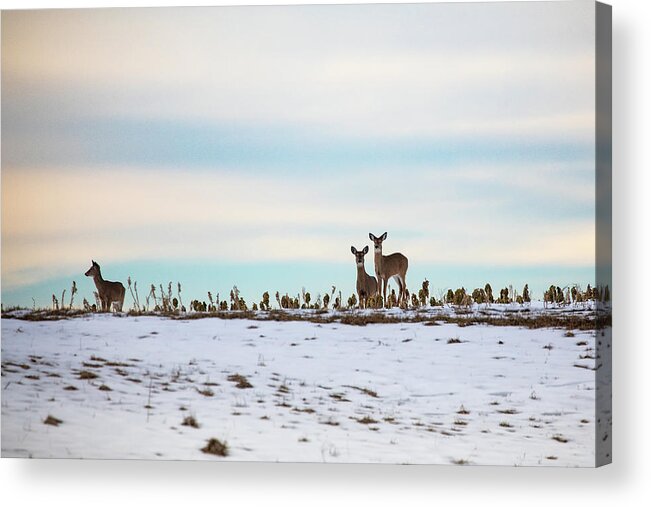 Deer Acrylic Print featuring the photograph Winter Whitetails by Denise Kopko