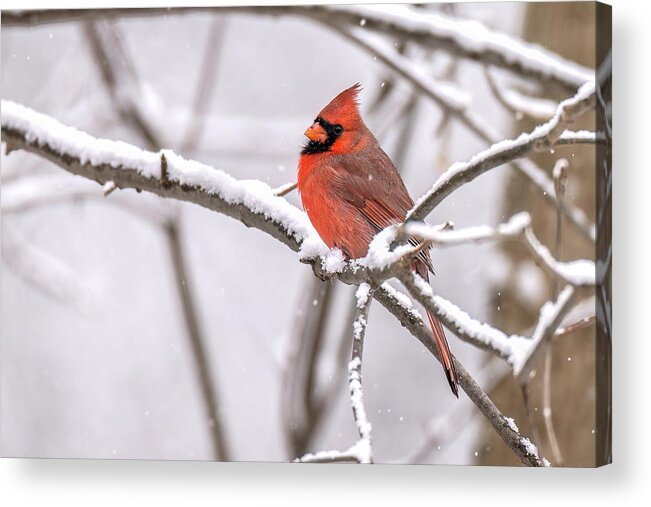 Cardinal Acrylic Print featuring the photograph Winters Bright Star by James Overesch