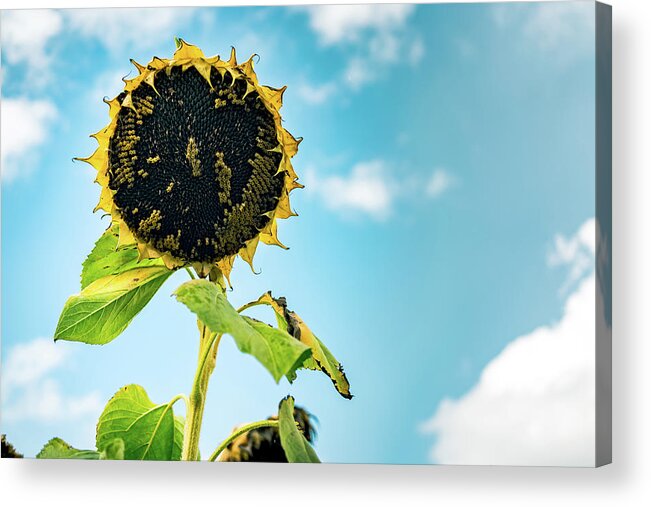Sunflower Acrylic Print featuring the photograph Wisdom of Sunflowers by Ada Weyland