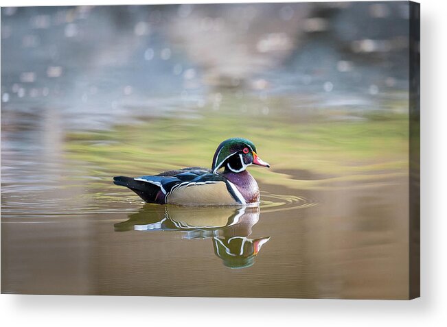 Wood Duck Acrylic Print featuring the photograph Wood duck 1 by Stephen Holst