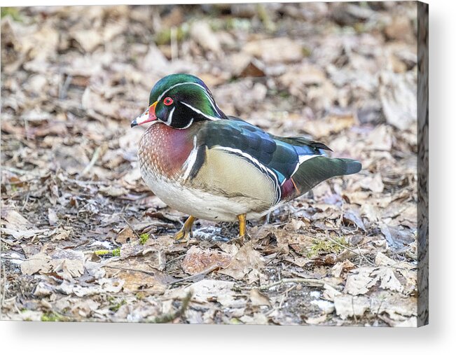 Wood Duck Acrylic Print featuring the photograph Wood Duck in the Leaves by Jerry Cahill