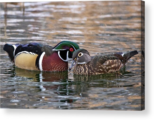 Wood Ducks Acrylic Print featuring the photograph Wood Duck Pair by Wesley Aston