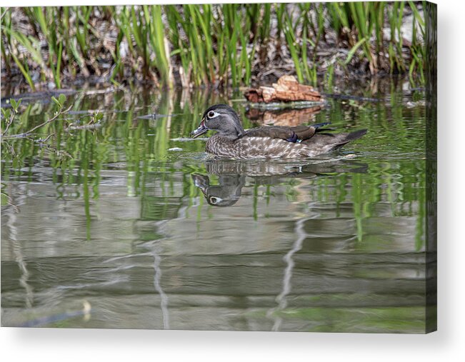 Wood Ducks Acrylic Print featuring the photograph Wood Ducks - 11 by David Bearden