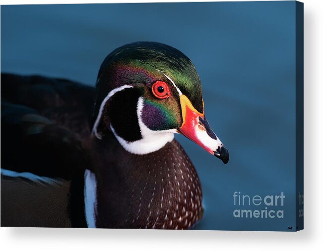 Aix Sponsa Acrylic Print featuring the photograph Wood Duck's Colors by Maresa Pryor-Luzier