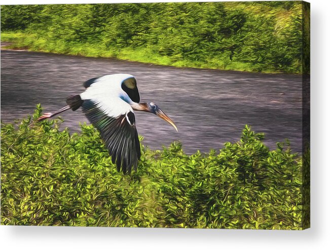  Yard Animals Acrylic Print featuring the photograph Wood Stork by Tom Singleton