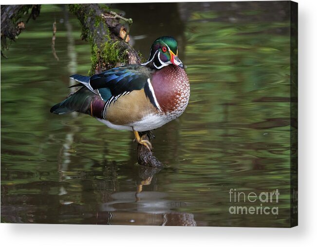 Lake Acrylic Print featuring the photograph Woody by Craig Leaper