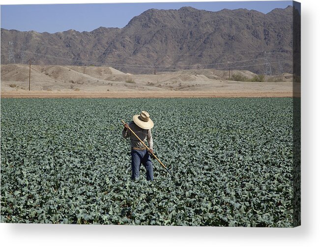 People Acrylic Print featuring the photograph Worker hoeing between rows of broccoli plants by Timothy Hearsum