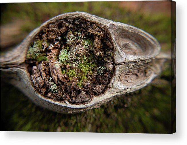 Macro Acrylic Print featuring the photograph Worlds Within Worlds by Vicky Edgerly