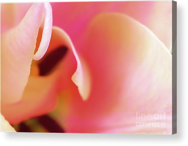 Pink Acrylic Print featuring the photograph Wrapped in Pink by Bentley Davis