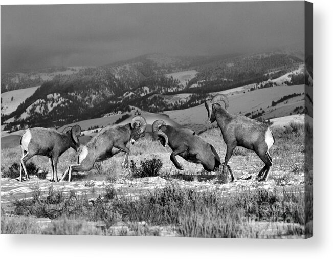 Bighorn Acrylic Print featuring the photograph Wyoming Bighorn Brawlers Black And White by Adam Jewell